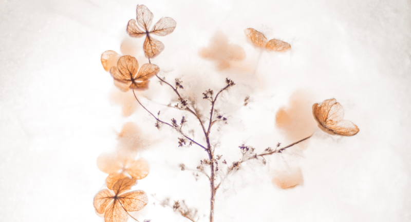 detail van zachte, azuurblauwe bloemblaadjes