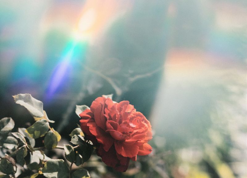 reflectie van zacht licht in chakra-kleuren dat schijnt op een rode roos