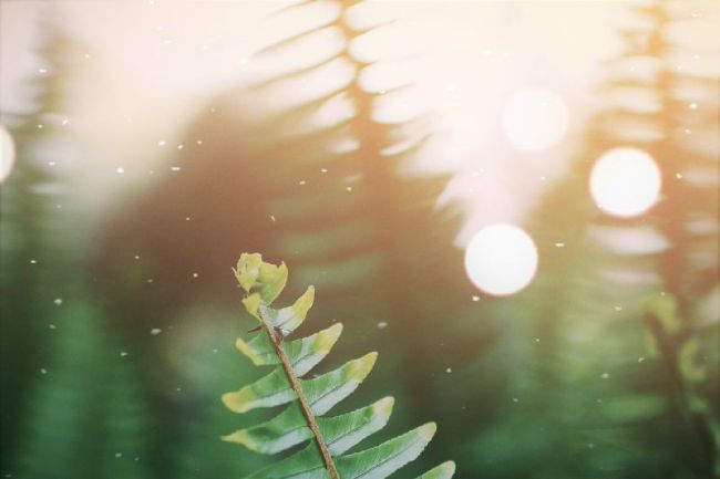 detail van zachte mooie lichtinval die op varens valt